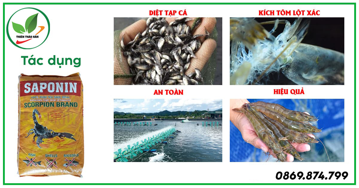 saponin diệt cá tạp trong ao nuôi