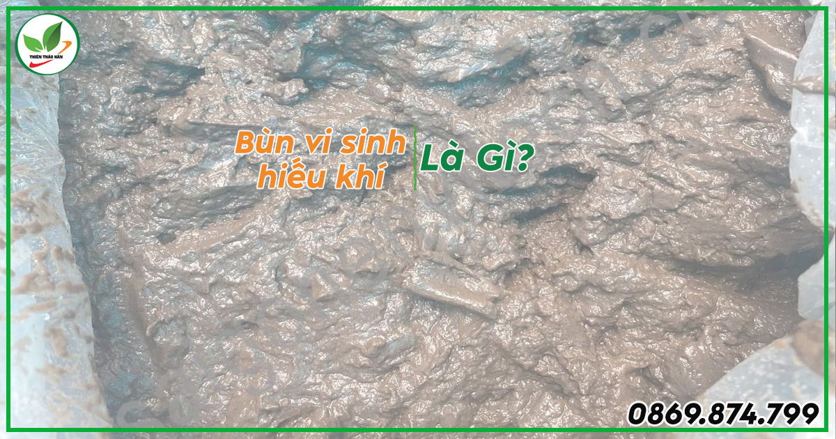 Bùn vi sinh hiếu khí là gì?