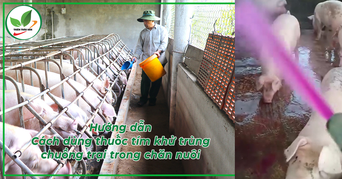 Cách khử trùng chuồng trại bằng thuốc tím