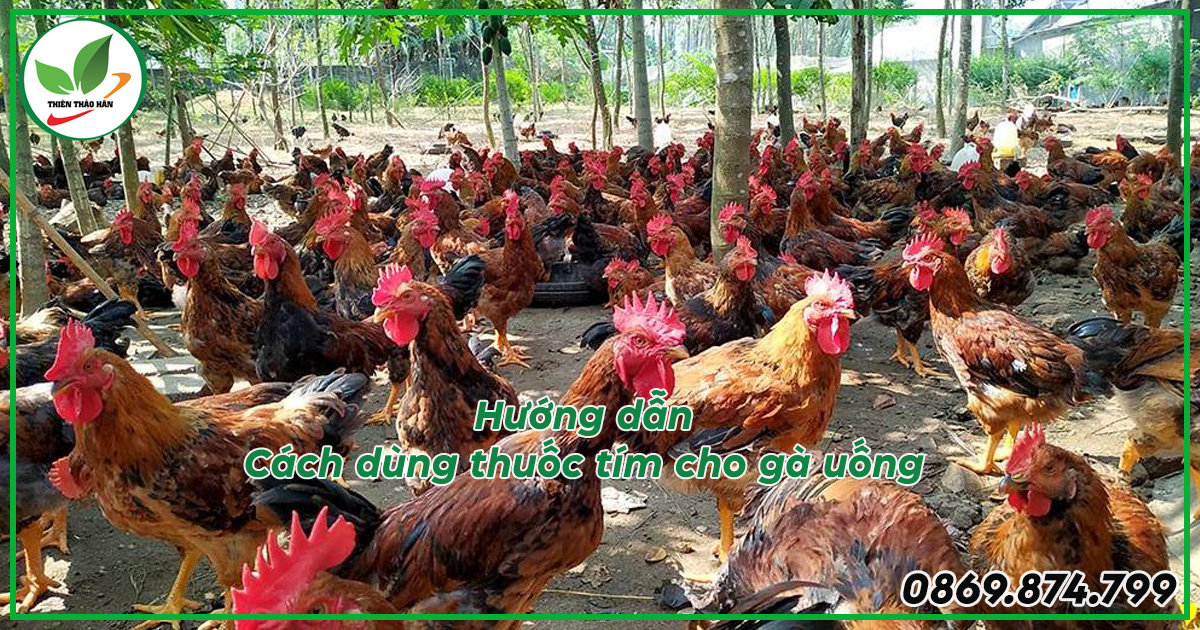 cách pha thuốc tím cho gà uống