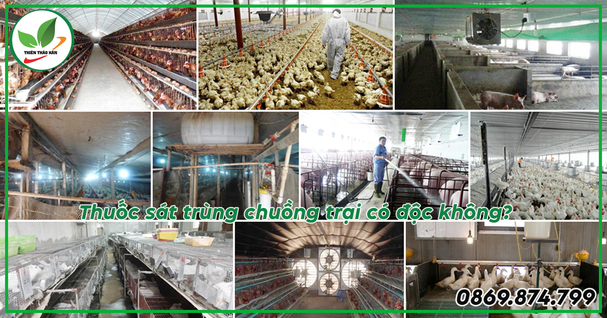 Thuốc khử trùng chuồng trại có độc không?