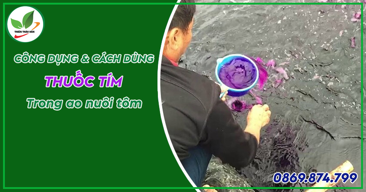 cách dùng thuốc tím trong ao nuôi tôm