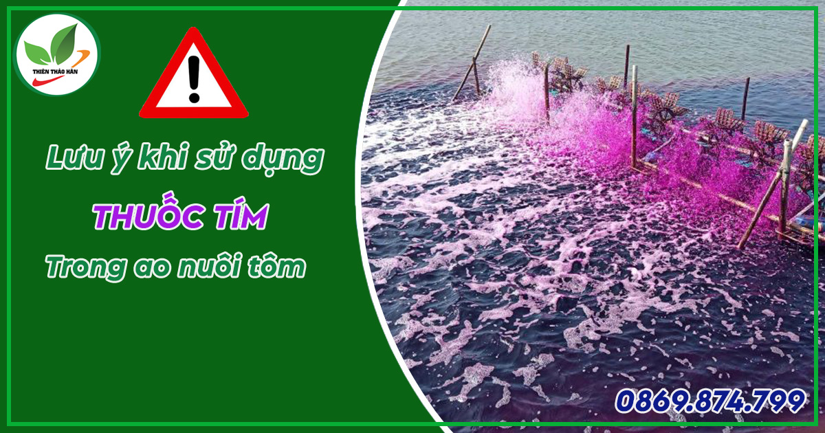 lưu ý khi sử dụng thuốc tím trong ao nuôi tôm