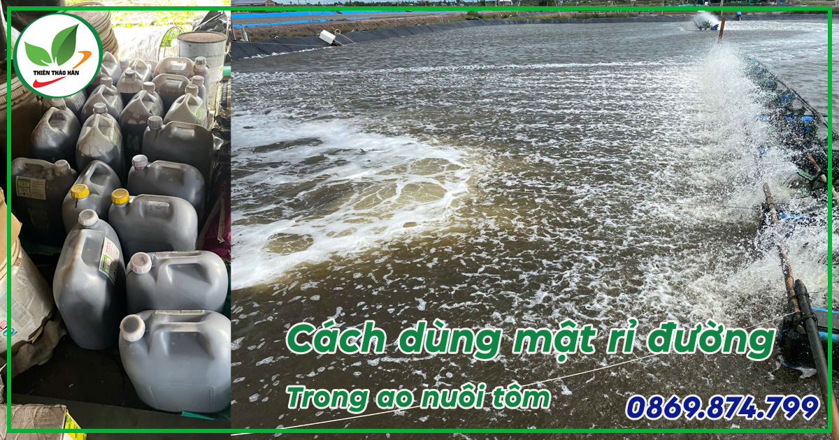 cách dùng mật rỉ đường trong ao nuôi tôm