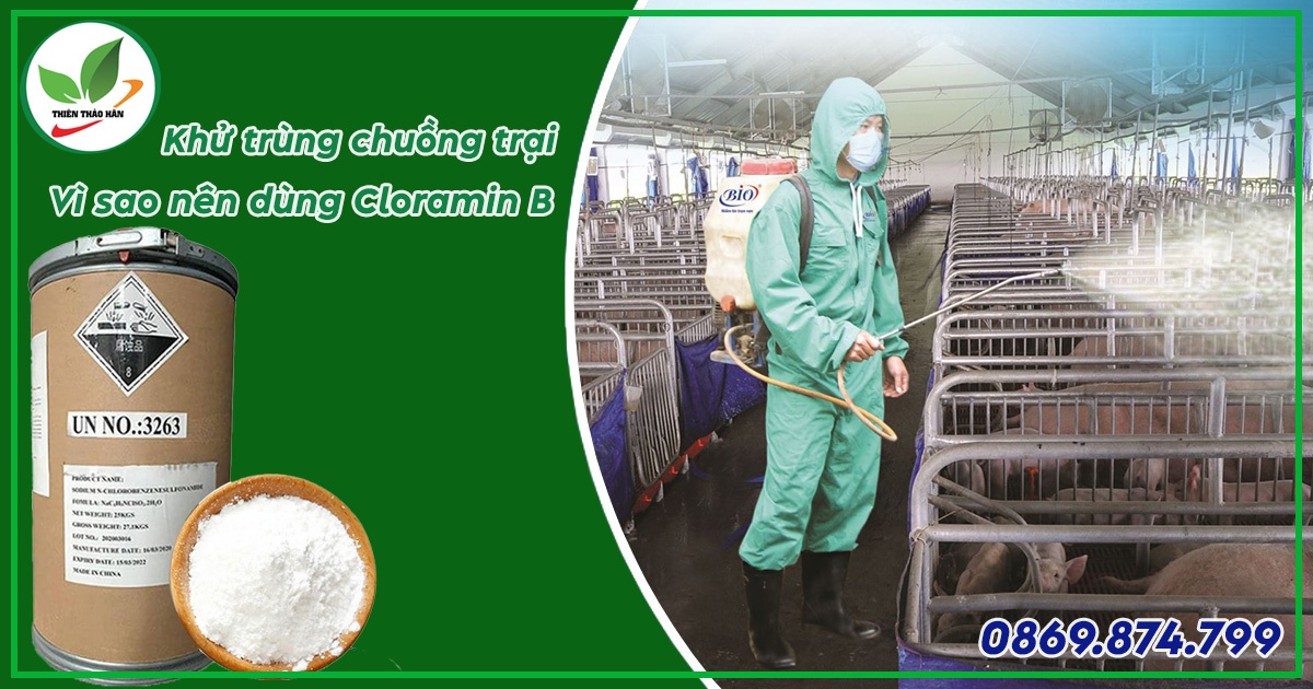 cách khử trùng chuồng trại bằng cloramin b