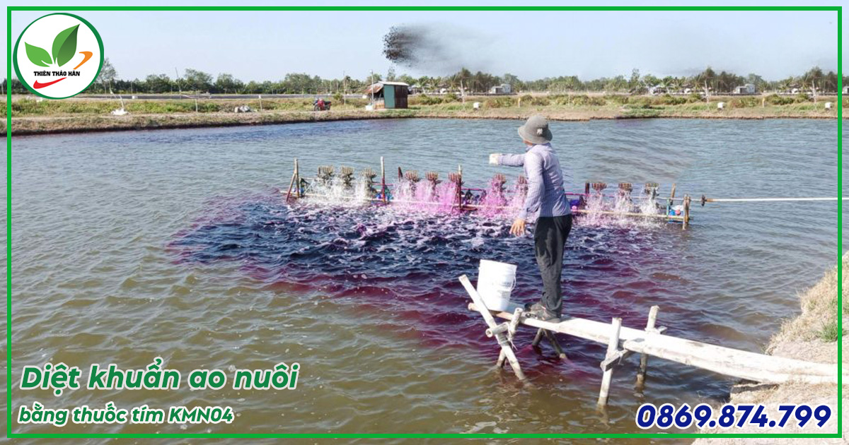 thuốc tím diệt khuẩn ao nuôi tôm