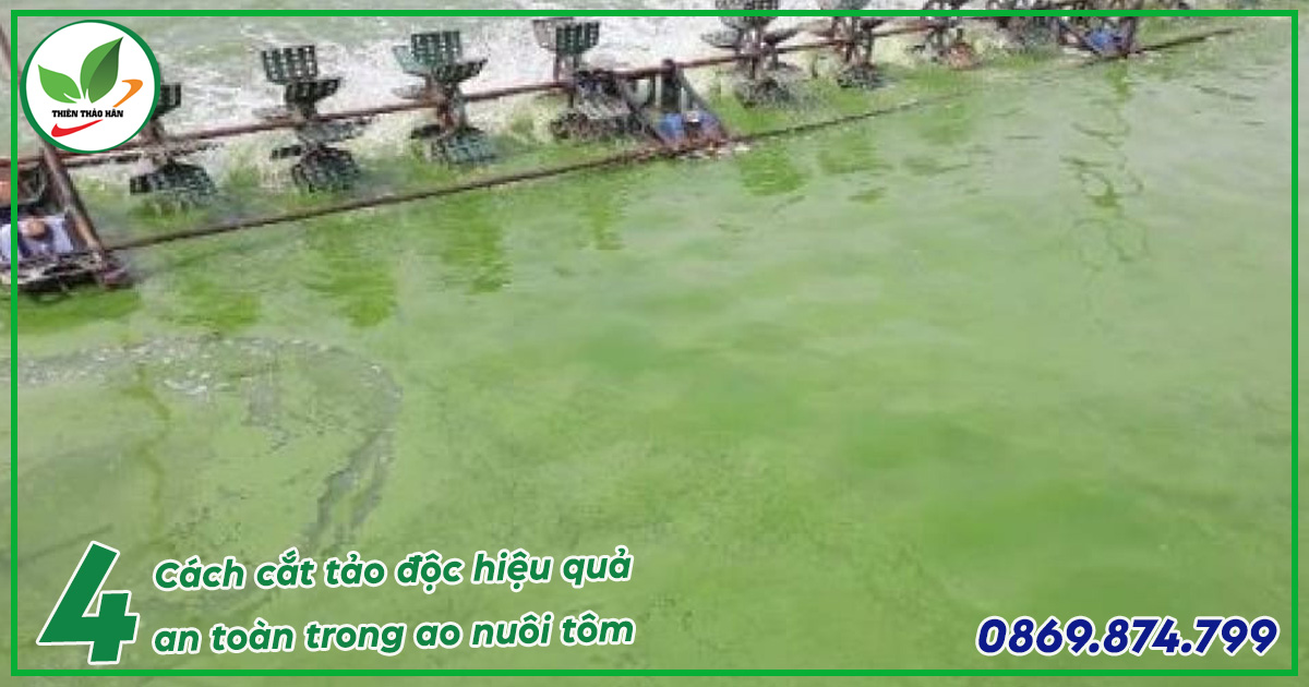 cách cắt tảo độc trong ao nuôi tôm