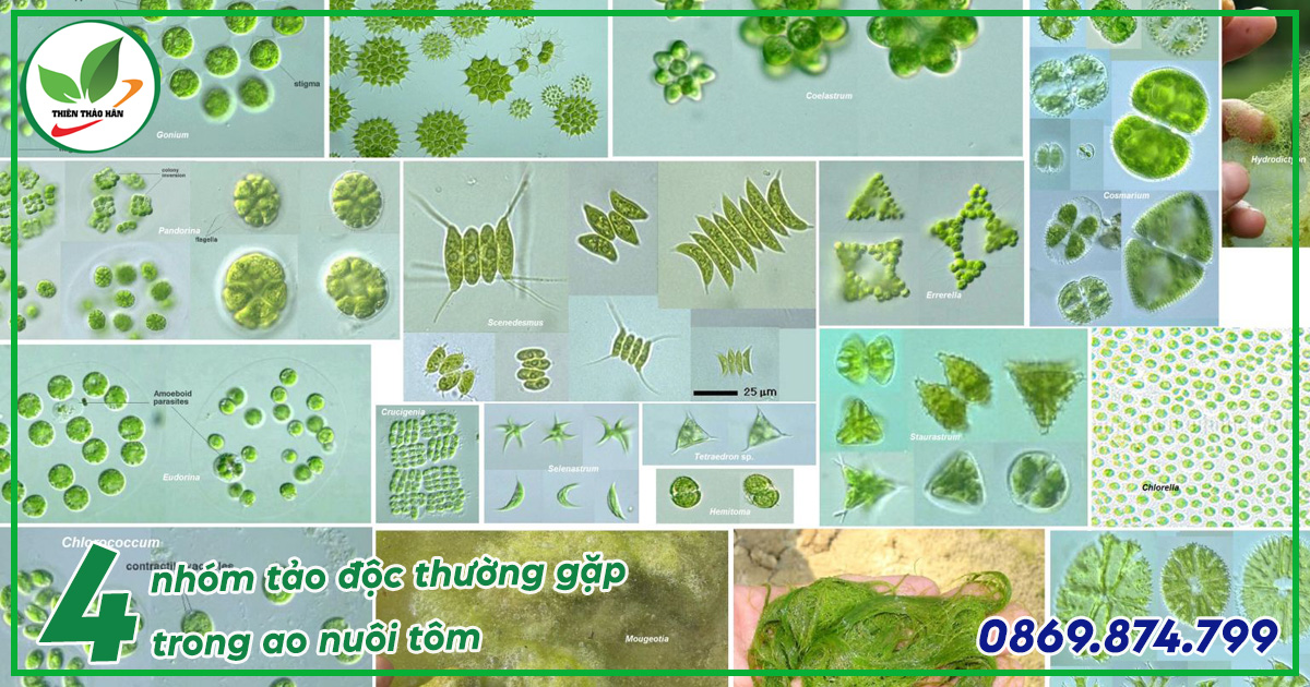 các nhóm tảo độc trong ao nuôi tôm