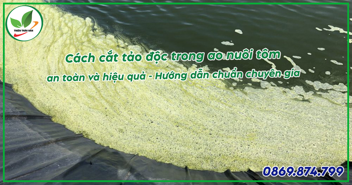 cắt tảo trong ao nuôi tôm