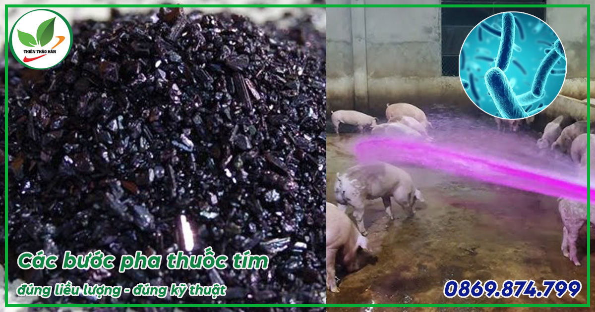 cách pha thuốc tím tắm cho heo chuẩn kỹ thuật