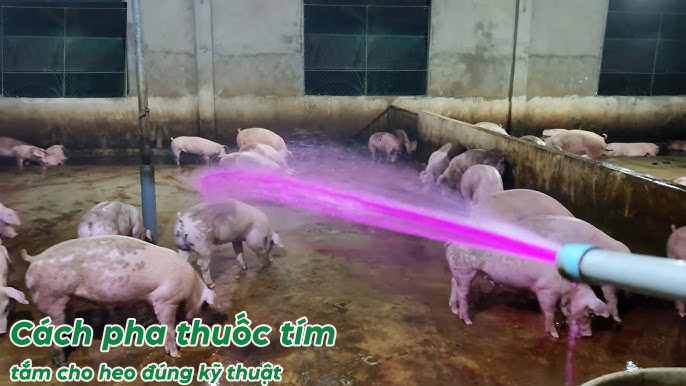 Hướng dẫn cách pha thuốc tím tắm cho heo