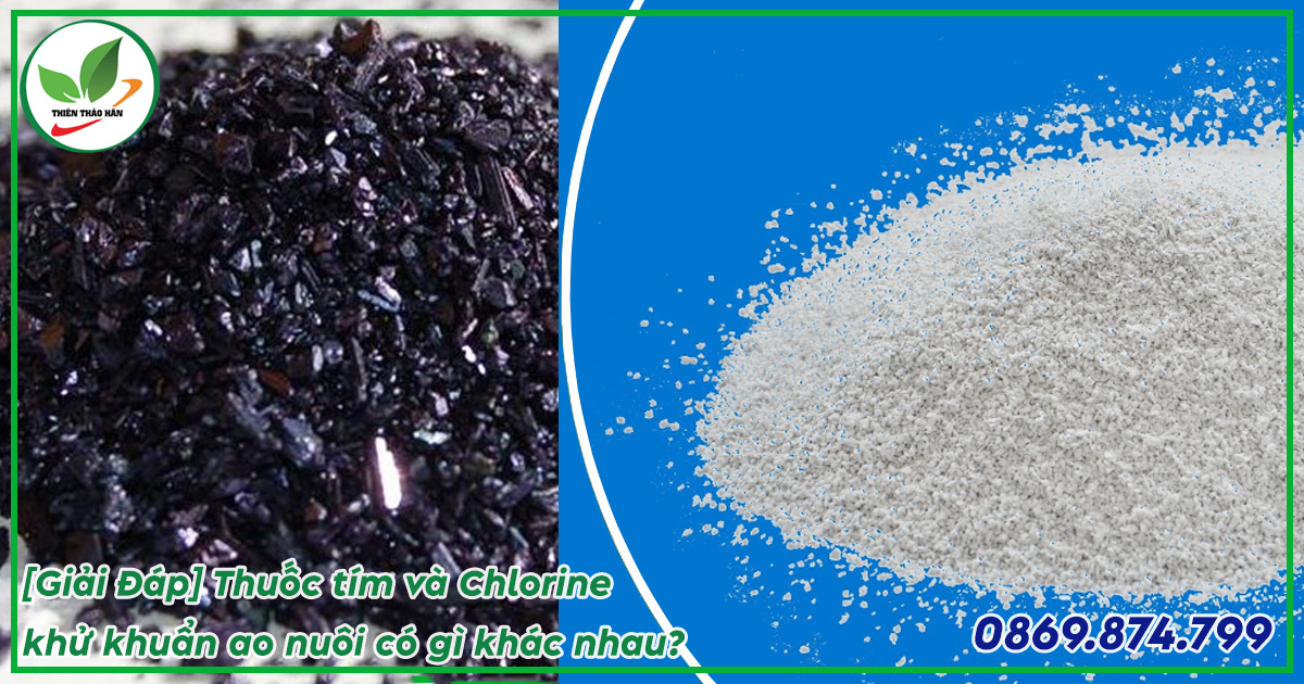 thuốc tím và chlorine có gì khác nhau