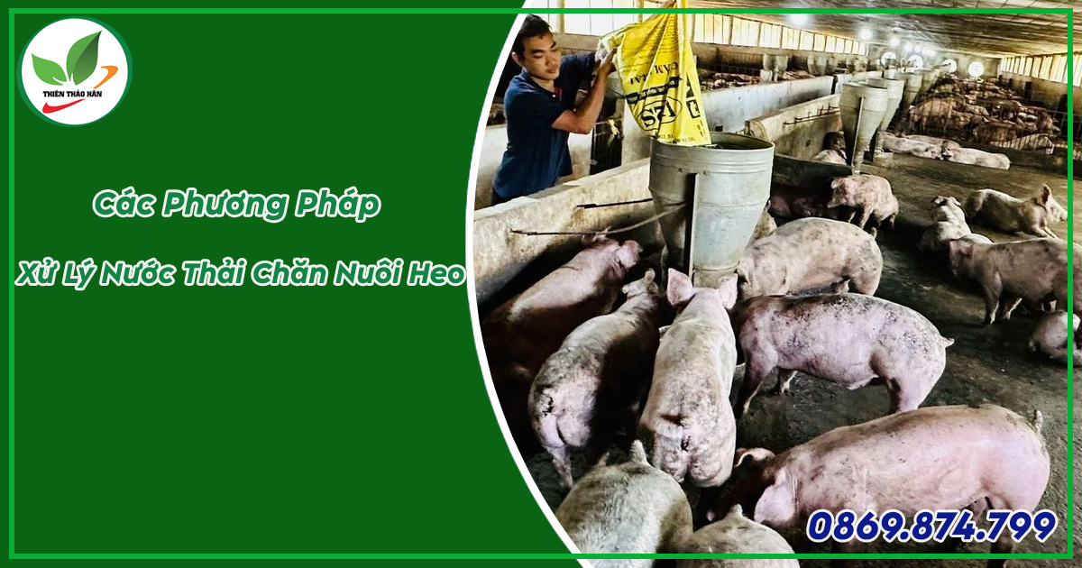 phương pháp xử lý nước thải chăn nuôi heo