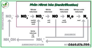 Phản Nitrat hóa (denitrification)