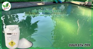 Hướng dẫn cắt tảo bằng TCCa