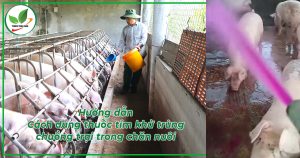 Cách khử trùng chuồng trại bằng thuốc tím