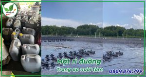 Mật rỉ đường trong ao nuôi tôm
