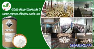 Cách dùng cloramin b khử trùng chuồng trại