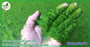 Tảo lam trong ao nuôi tôm